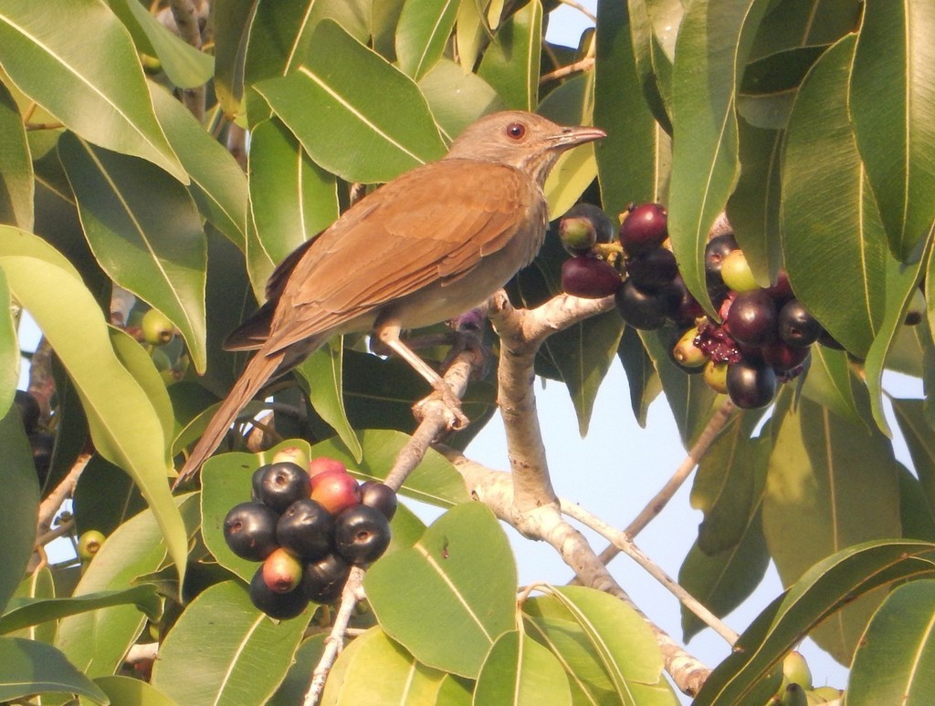 Cocoa Thrush (Turdus fumigatus)