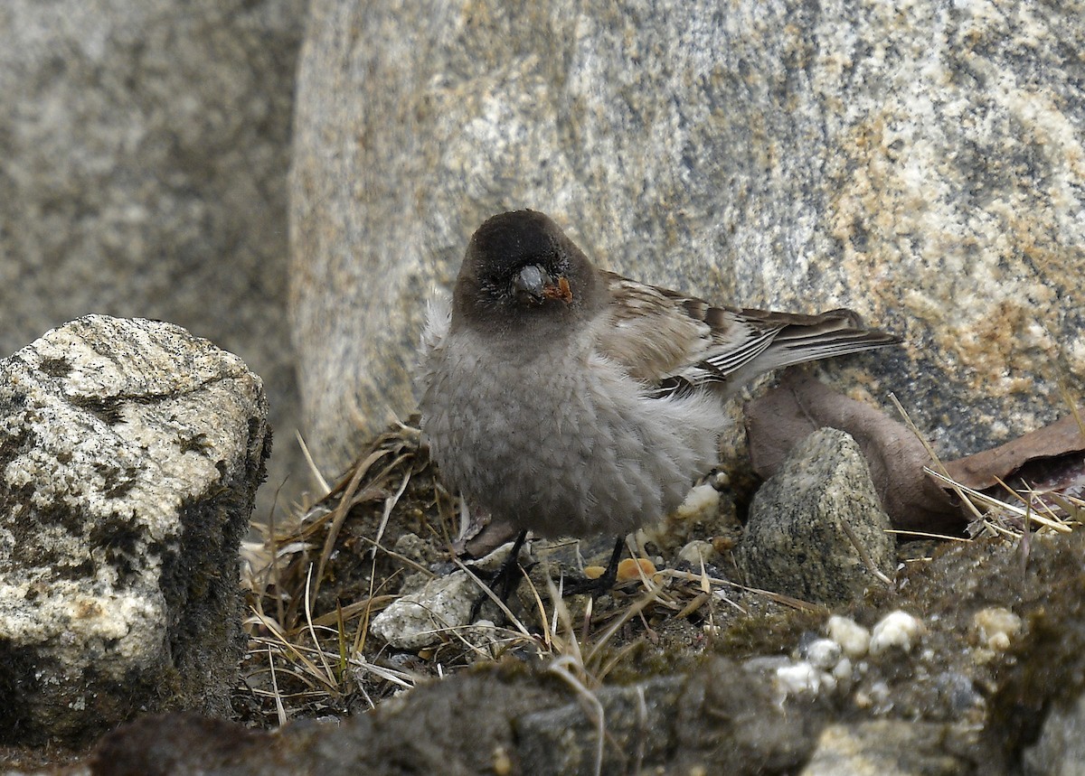 Tentilhão-cinzento (Leucosticte brandti)