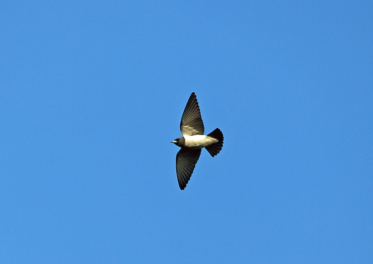 White-breasted Woodswallow (Artamus leucorynchus)