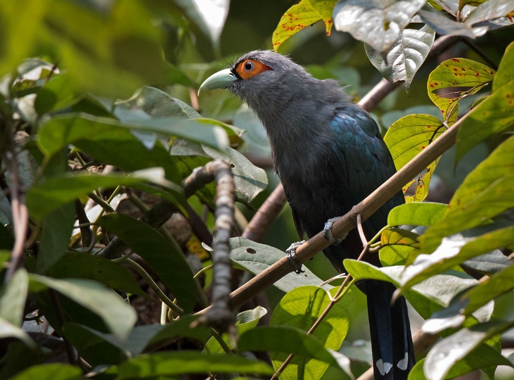 Malcoha Ventrirrufo (Phaenicophaeus sumatranus)