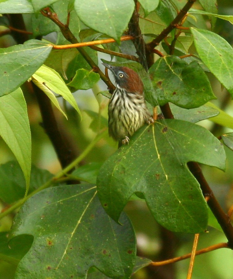 Macronus (Macronus)