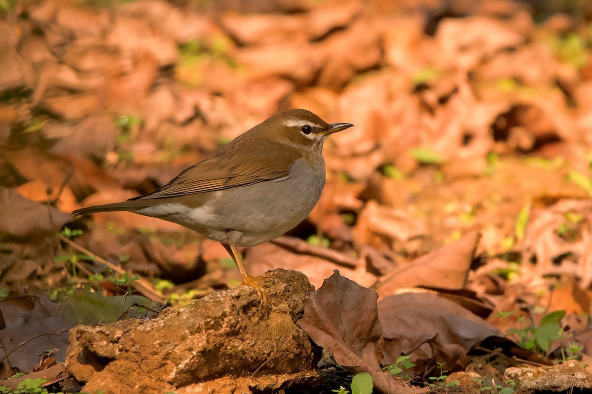Hopeilijster (Turdus feae)