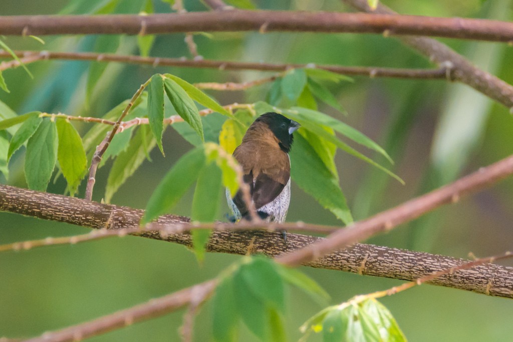 Capuchino carinegro (Lonchura molucca)