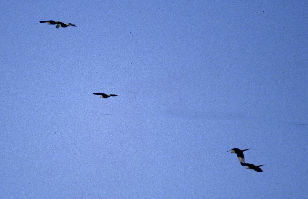 Echo Parakeet (Psittacula eques)
