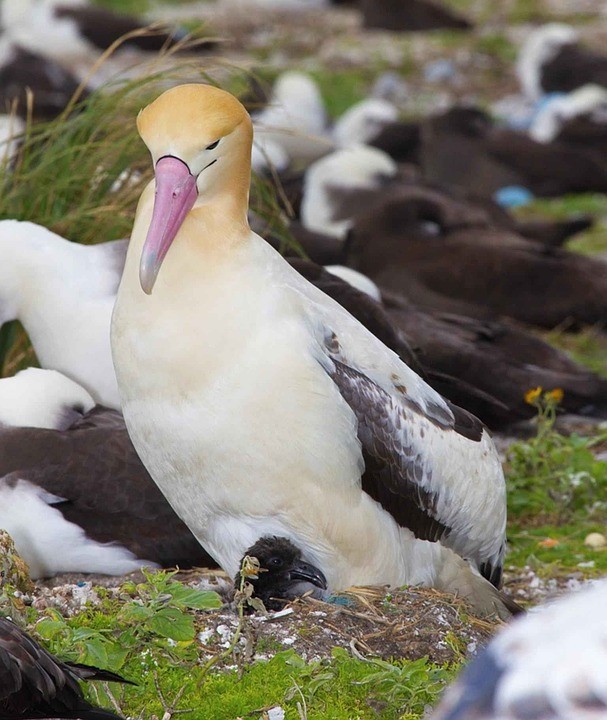 Short-tailed Albatross (Phoebastria albatrus)