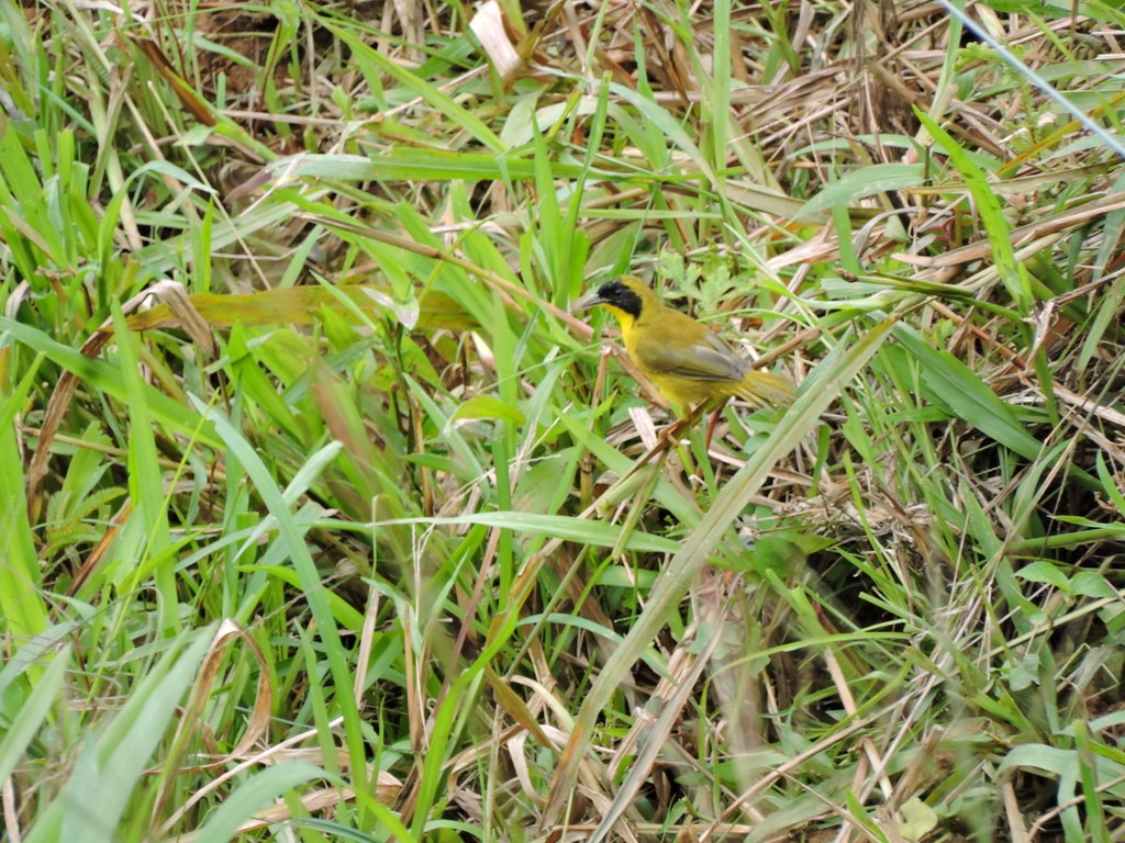 Olive-crowned Yellowthroat (Geothlypis semiflava)