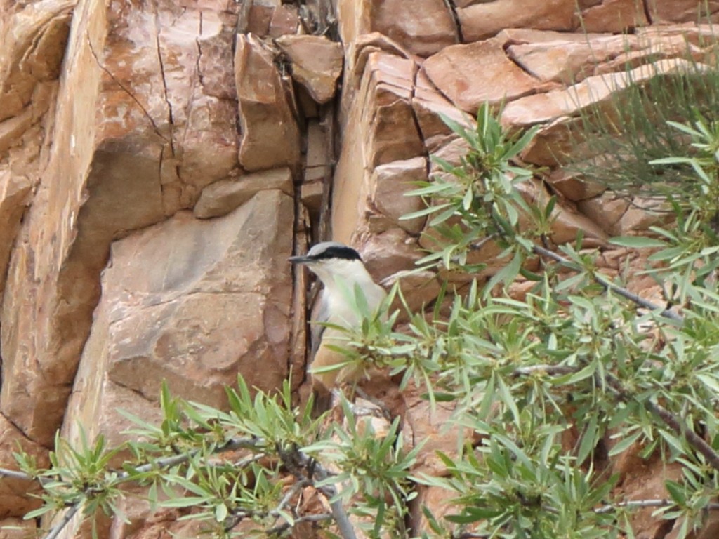 Trepador rupestre oriental (Sitta tephronota)