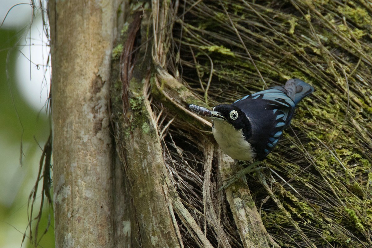 Sitta azurea (Sitta azurea)