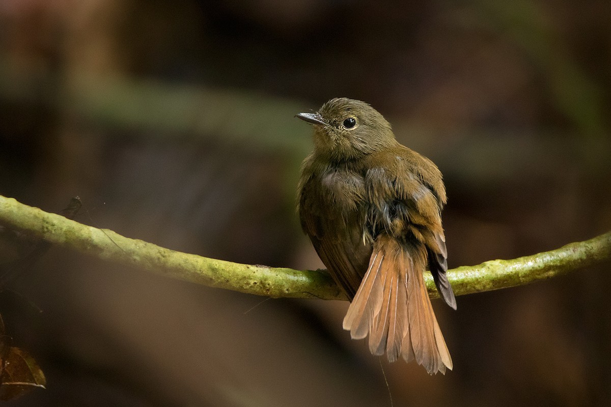 ウスヒメアオヒタキ (Cyornis unicolor)