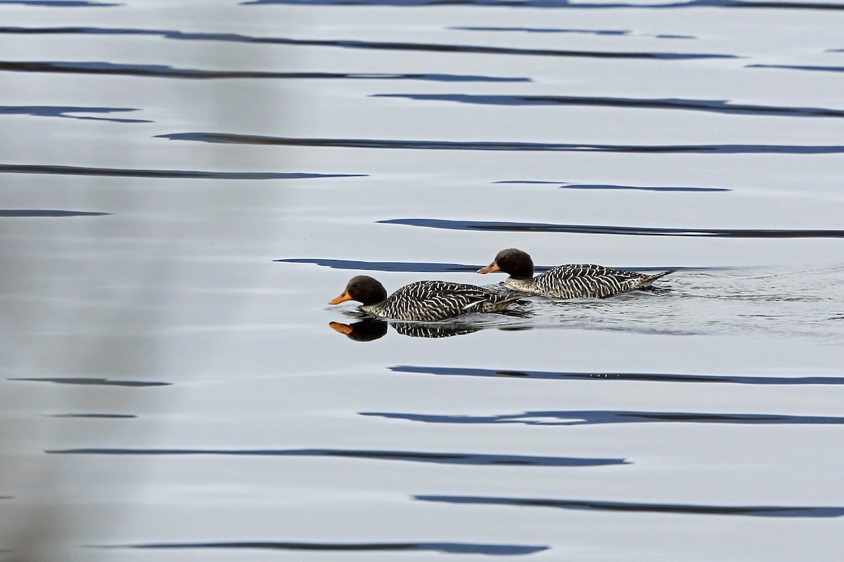 Salvadori'S Teal (Salvadorina)