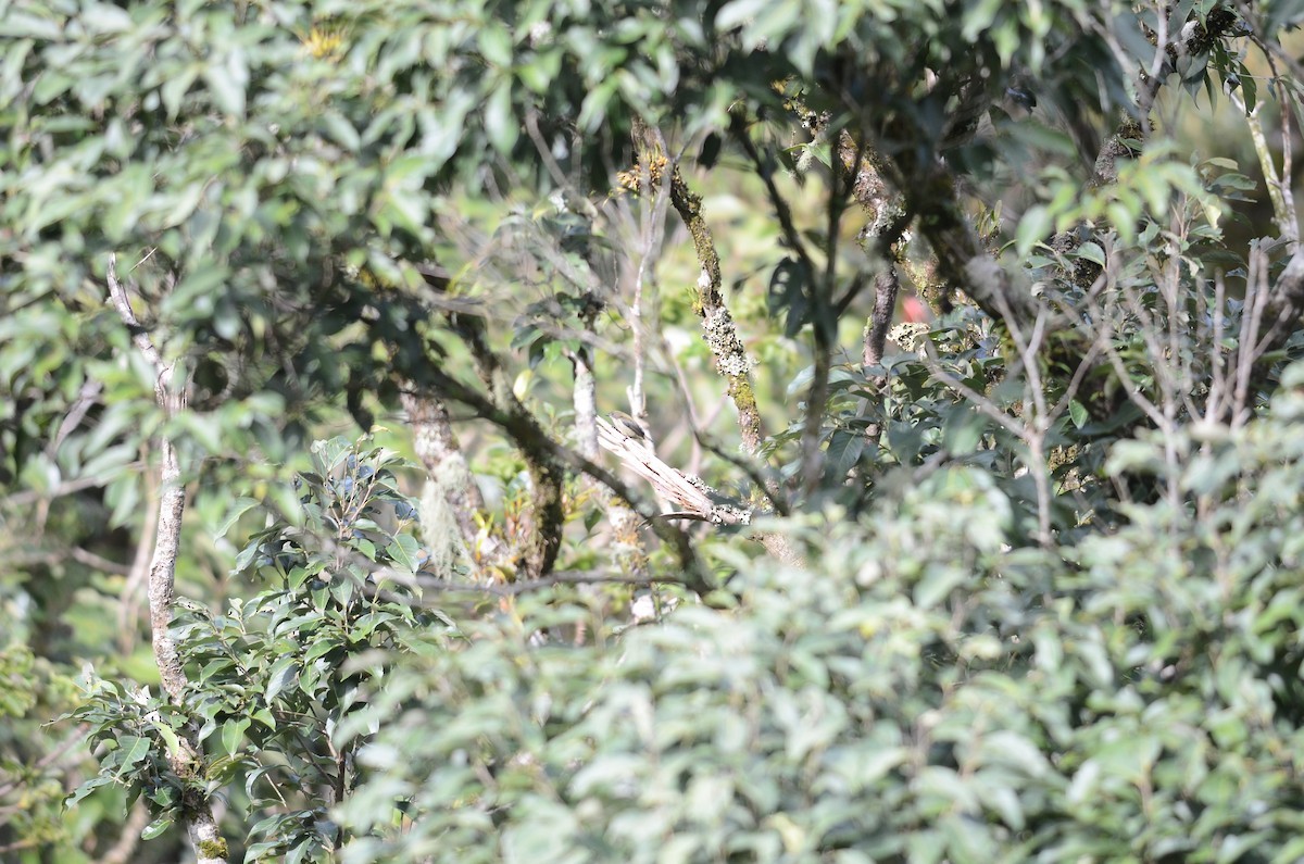 Geelkruinhoningvogel (Dicaeum anthonyi)