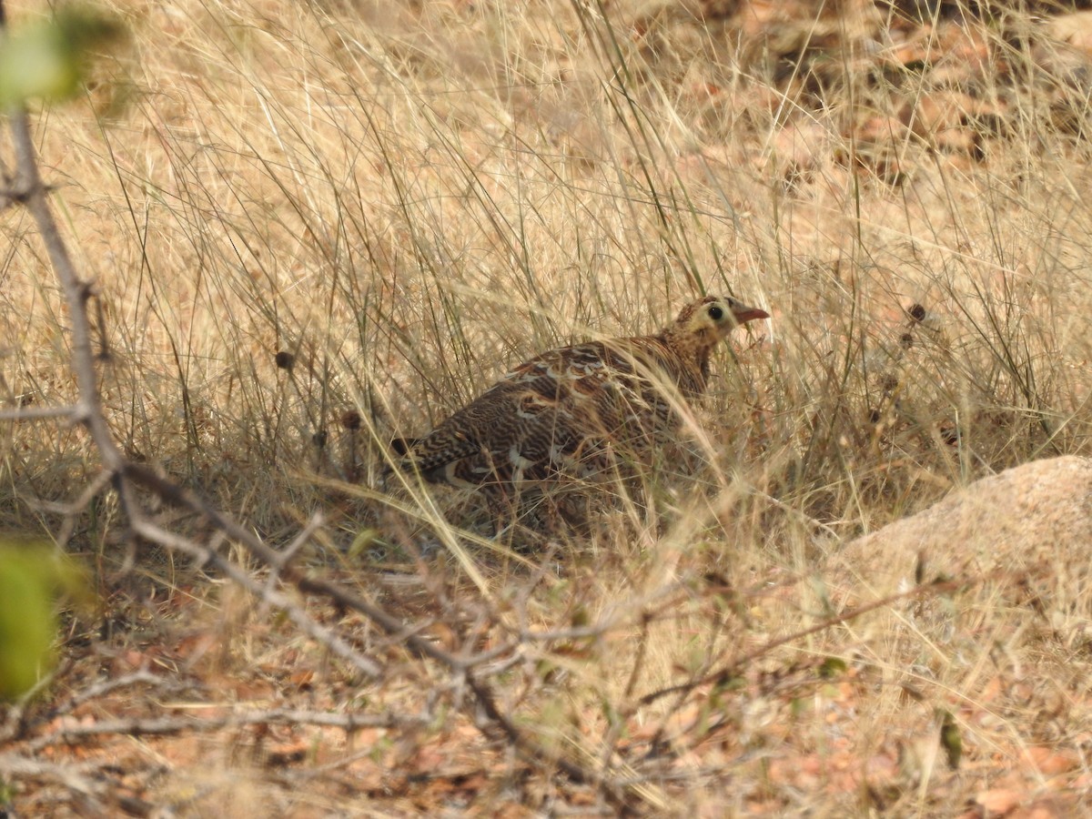 Ganga india (Pterocles indicus)