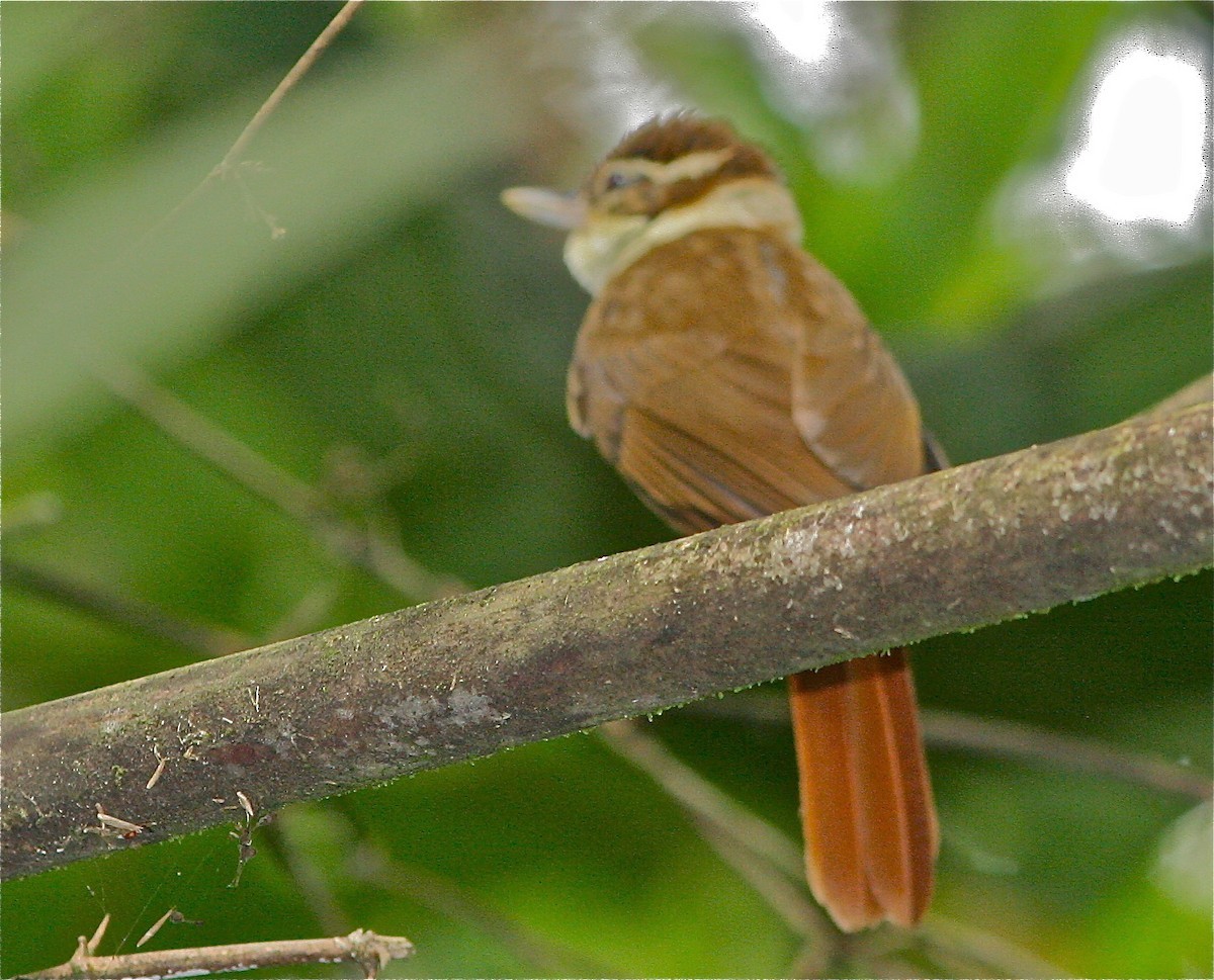 Anabazenops (Anabazenops)