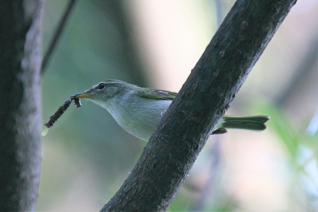 Izuboszanger (Phylloscopus ijimae)