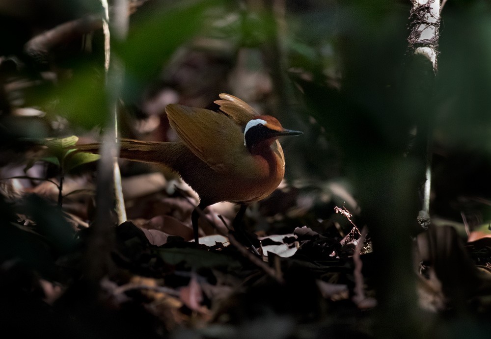 Malaysian Rail-babbler (Eupetes)