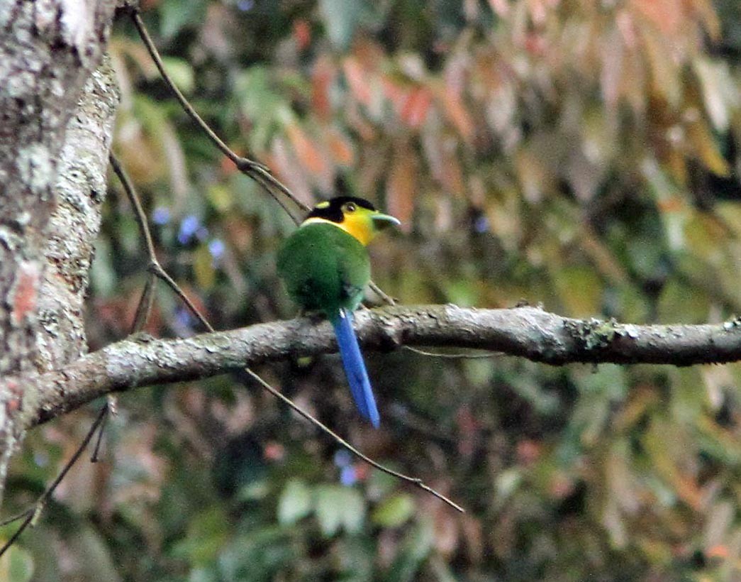 Psarisomus (Psarisomus)
