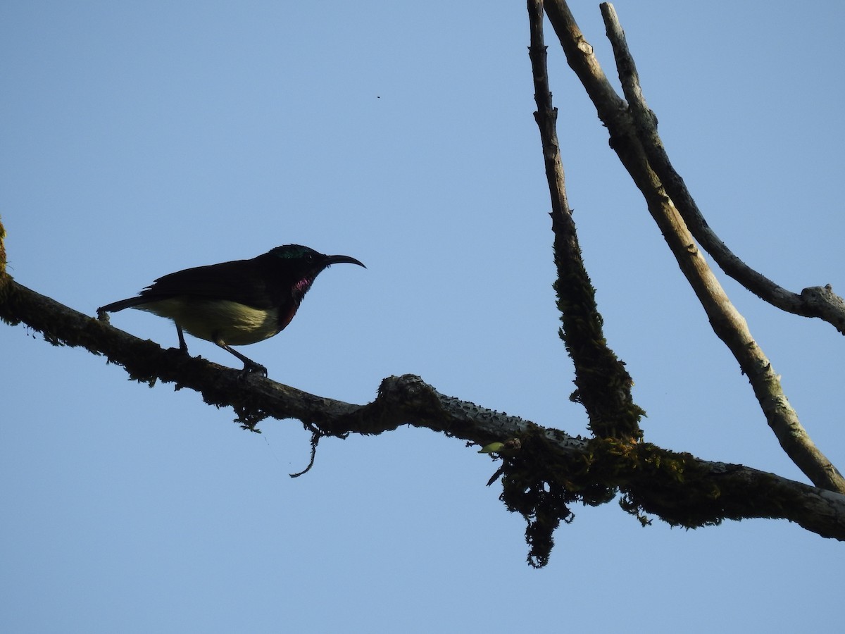 Dwerghoningzuiger (Leptocoma minima)