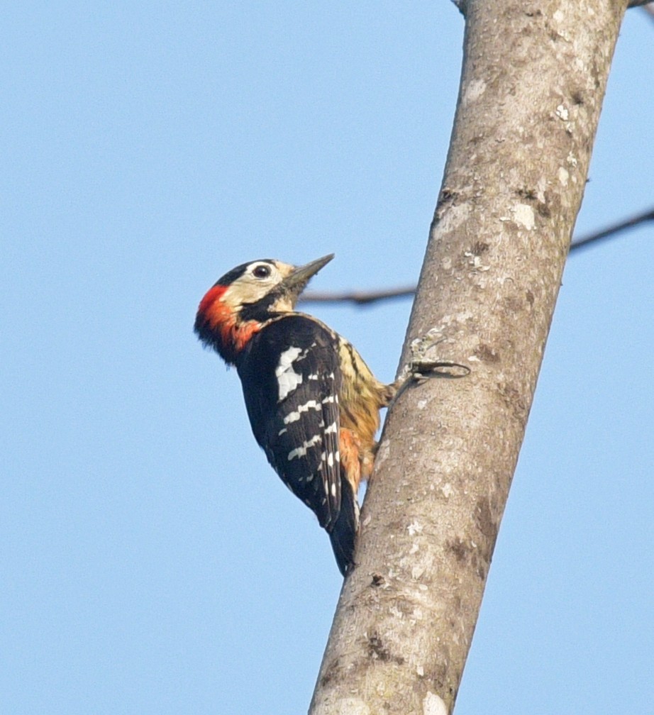 Dryobates cathpharius (Dryobates cathpharius)