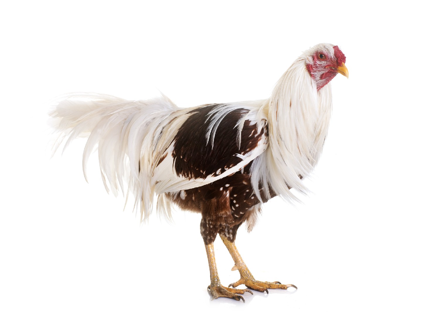 Gallus gallus domesticus 'Yokohama' (Gallus gallus domesticus 'Yokohama')