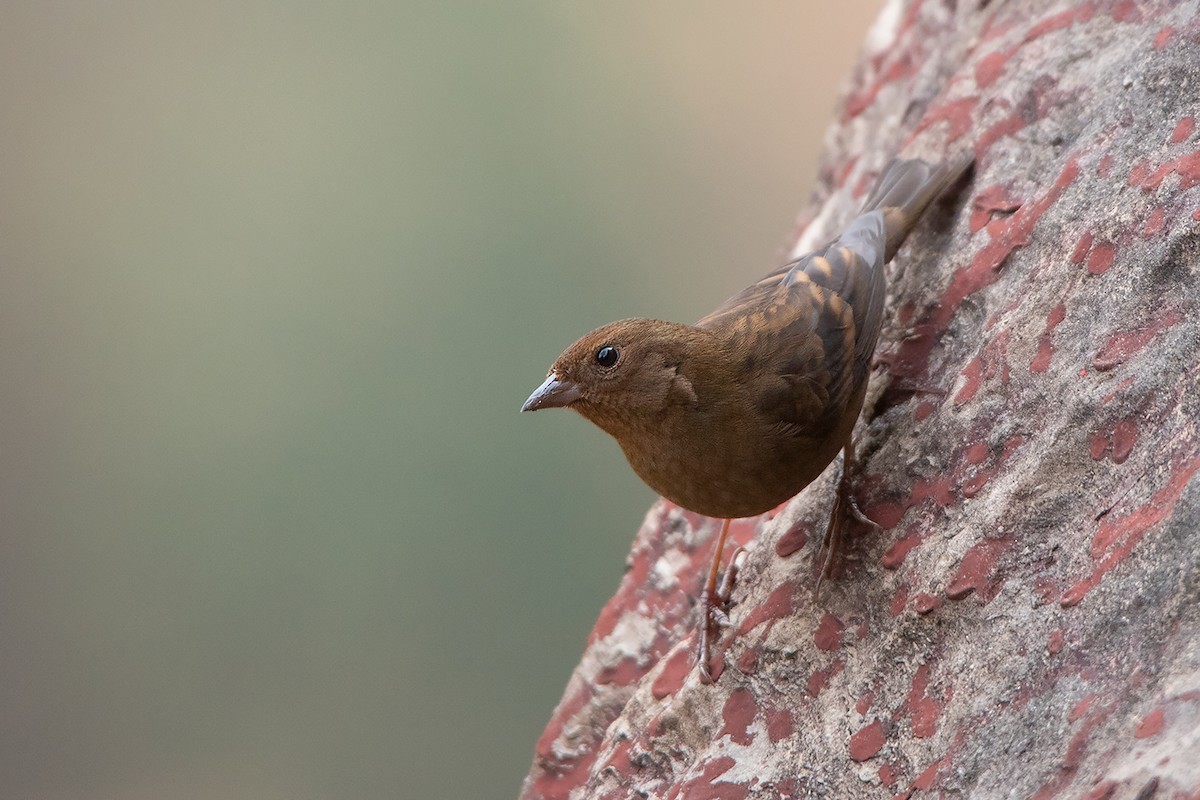 Procarduelis (Procarduelis)