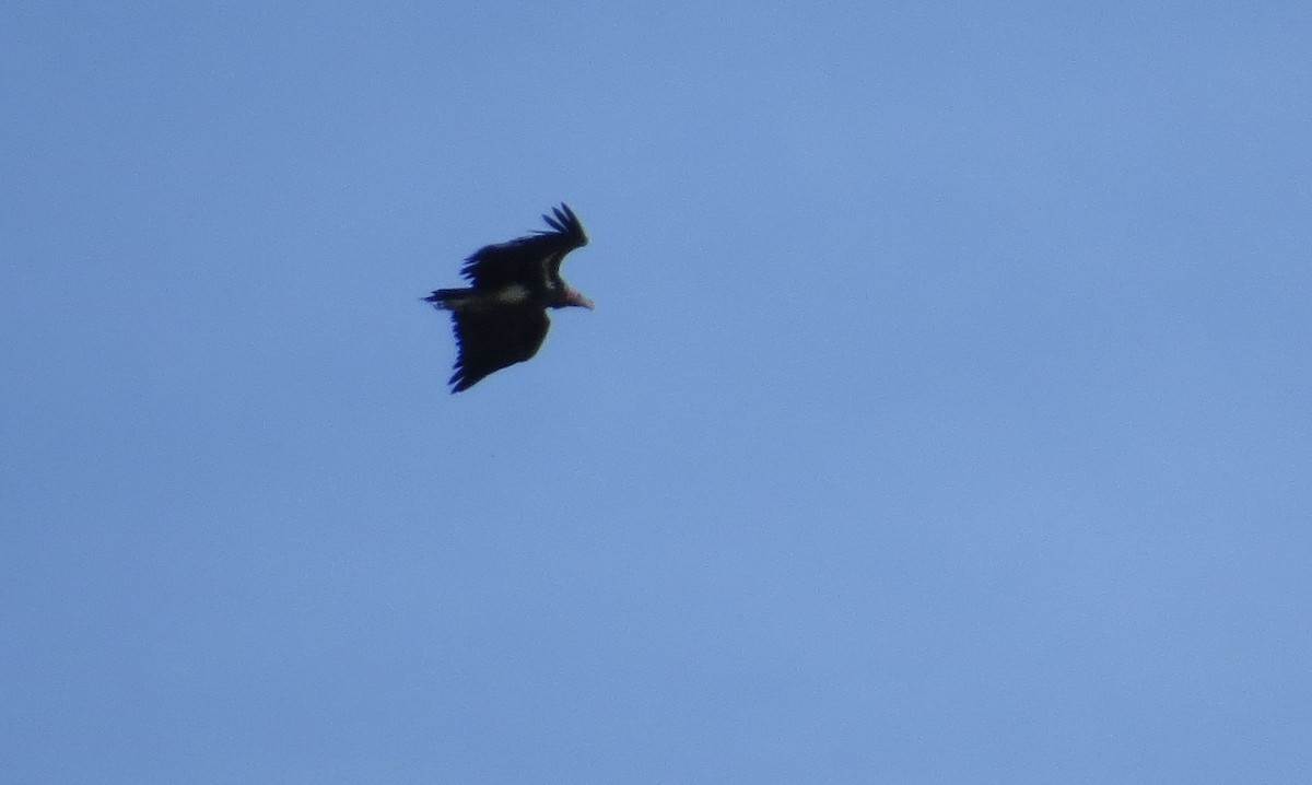 Lappet-faced Vulture (Torgos tracheliotos)