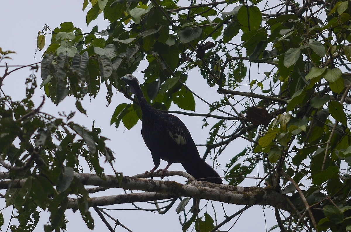 غوان أزرق الحنجرة (Pipile cumanensis)