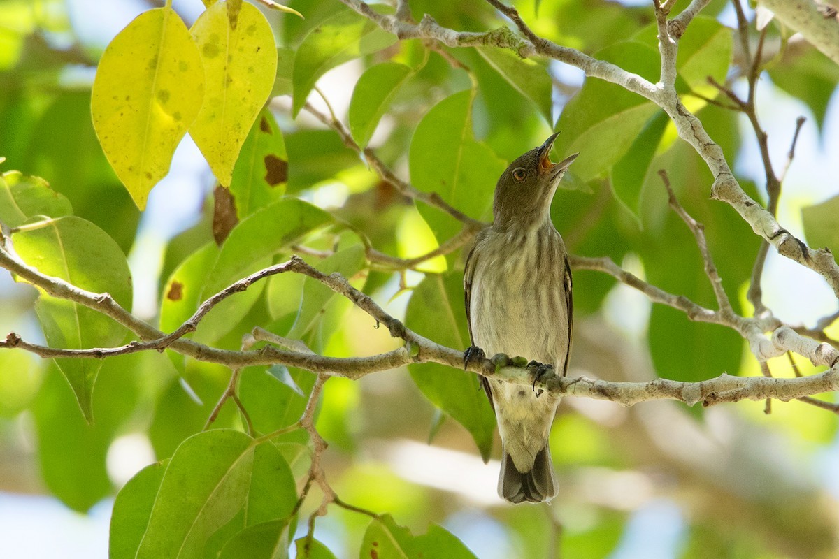 Dikbekhoningvogel (Dicaeum agile)
