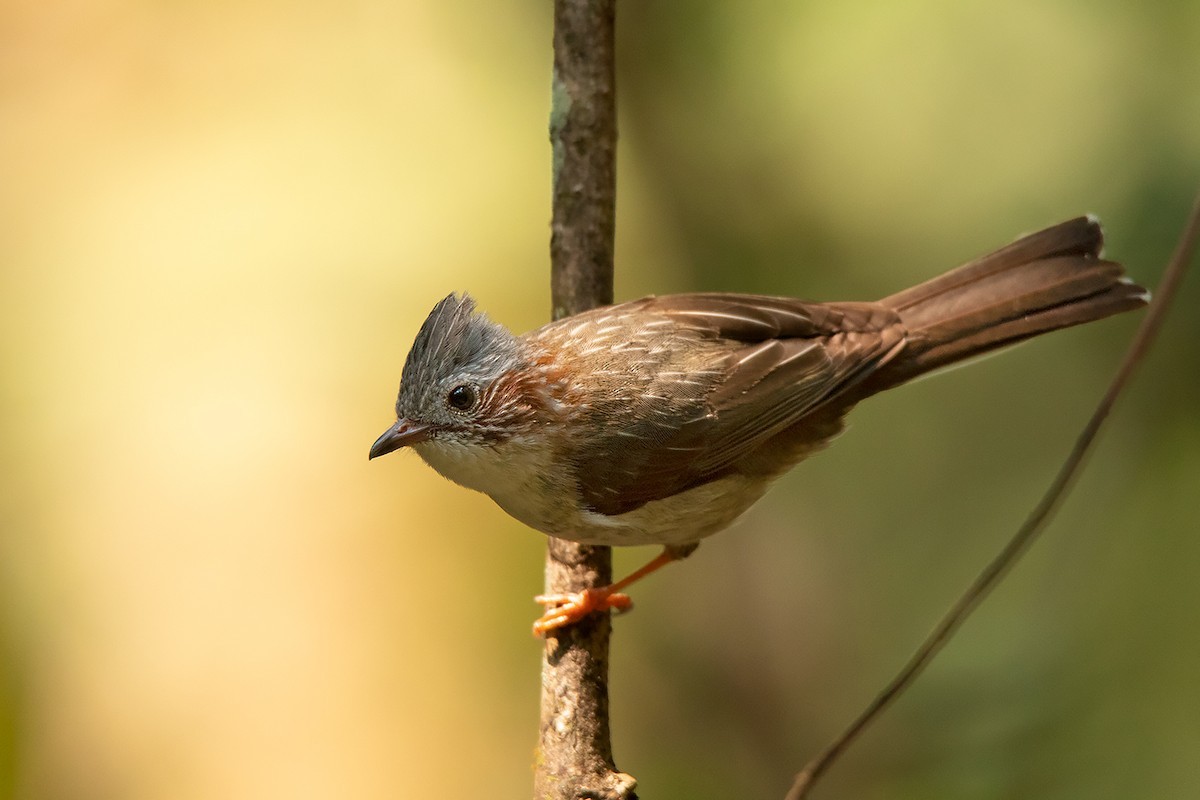 Kastanienohryuhina (Staphida torqueola)