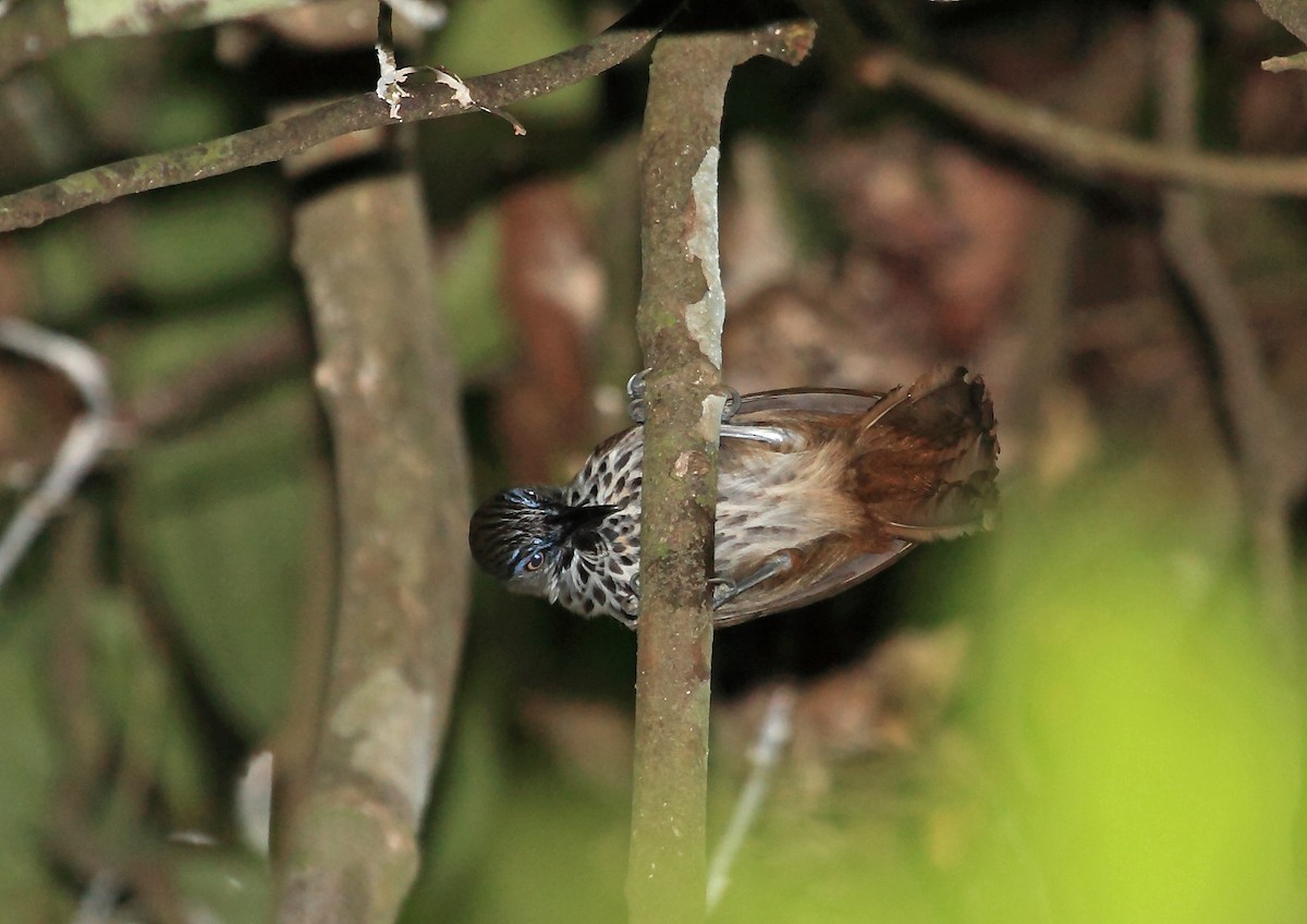 Timalí Maculado (Stachyris maculata)