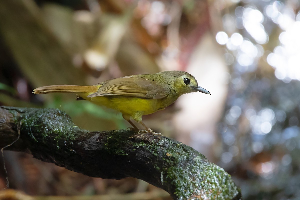 Tricholestes criniger (Tricholestes criniger)