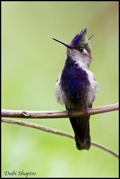 Plovercrests (Stephanoxis)