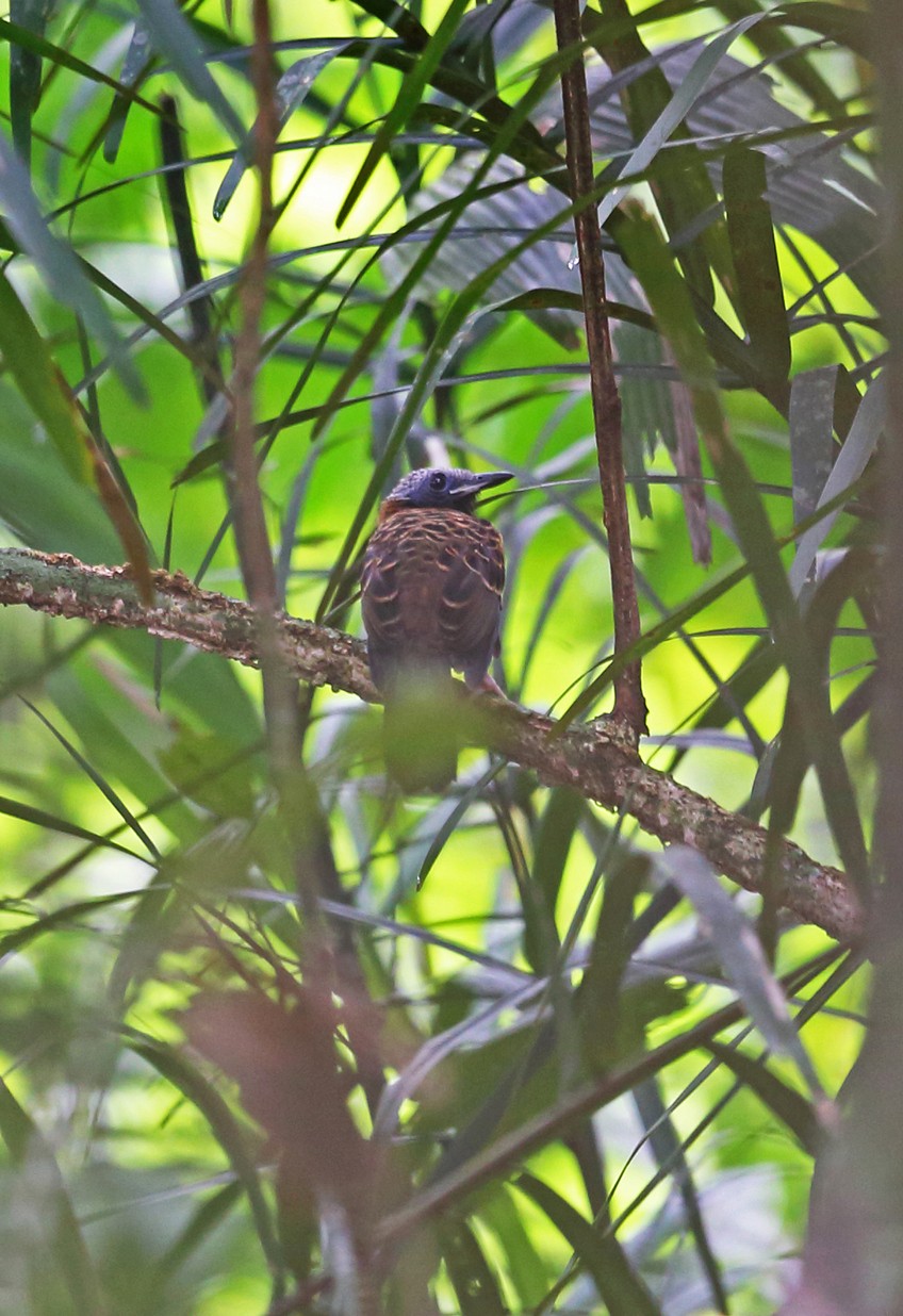 眼斑蟻雀 (Phaenostictus mcleannani)