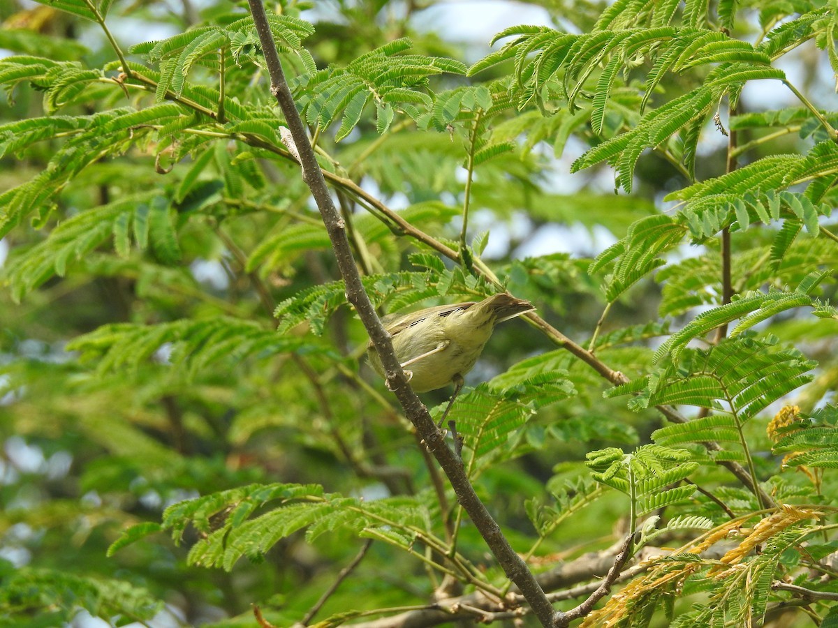 Groene Fitis (Phylloscopus nitidus)