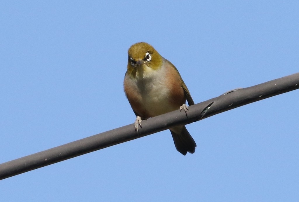 Silvereye (Zosterops lateralis lateralis)