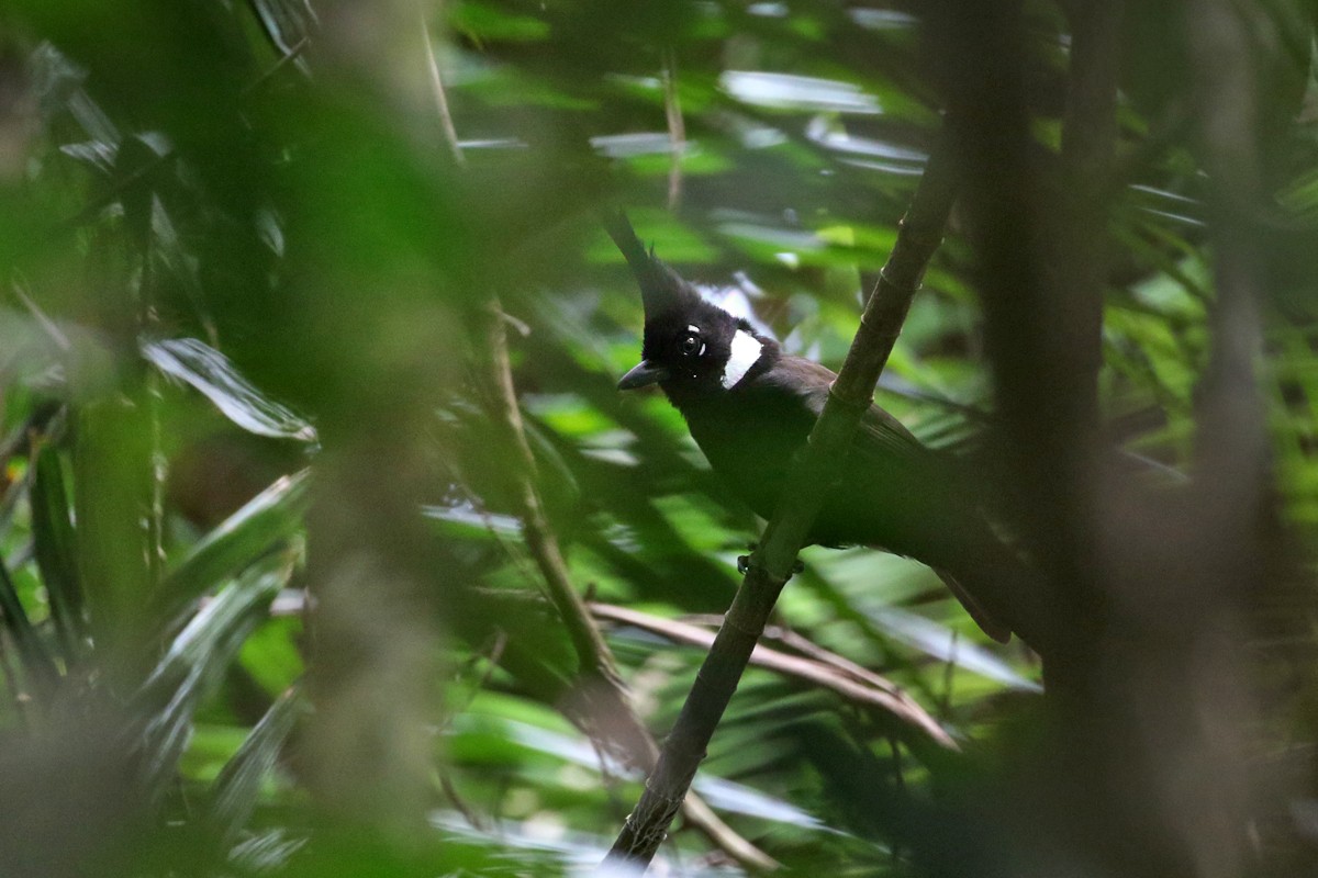 カンムリカケス (Platylophus galericulatus)