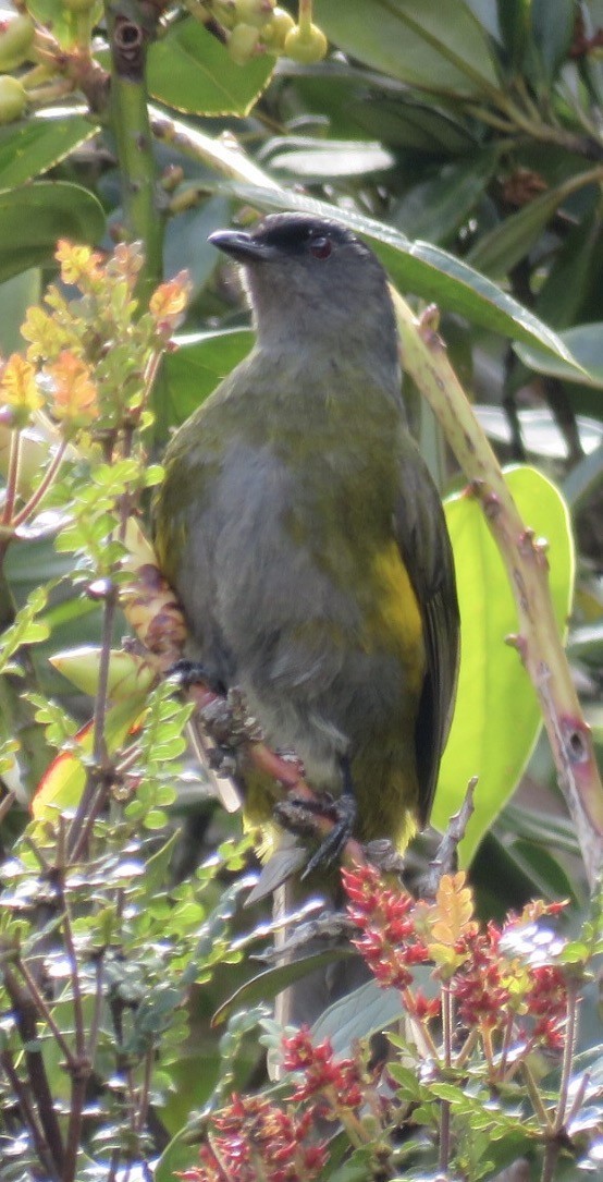Phainoptila (Phainoptila)