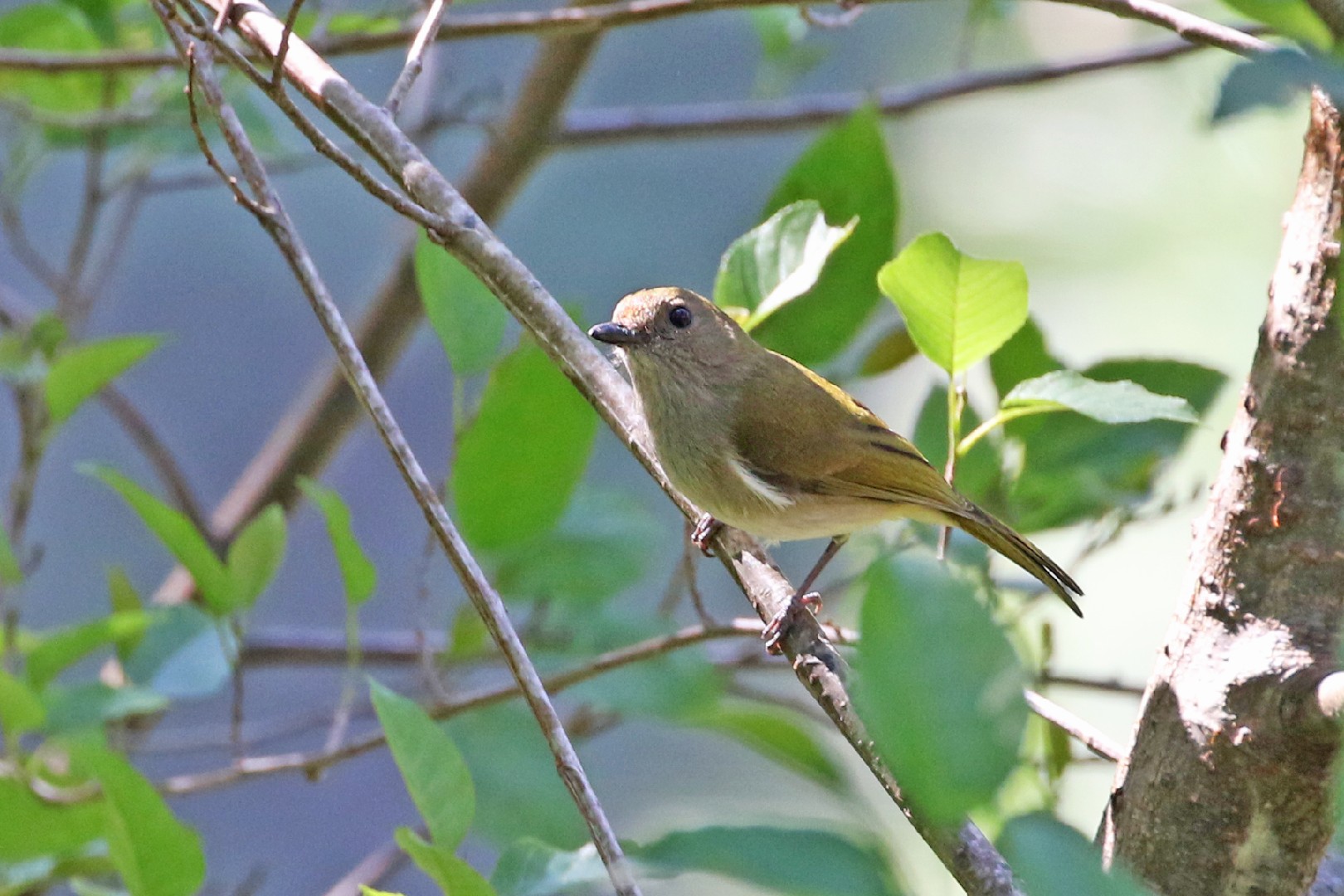Groenrugfluiter (Pachycephala albiventris)