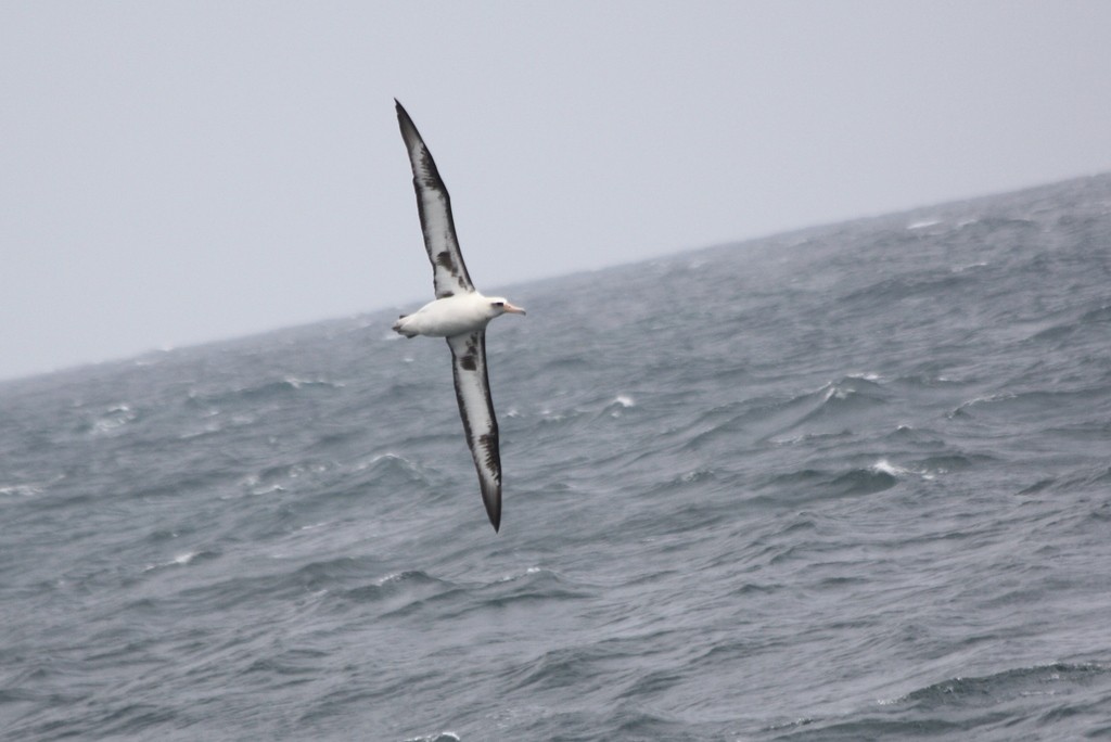 North Pacific Albatrosses (Phoebastria)