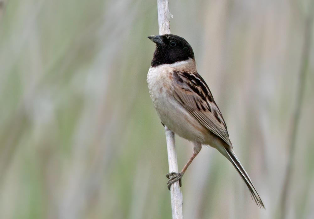 Japanese Reed Bunting (Emberiza yessoensis)