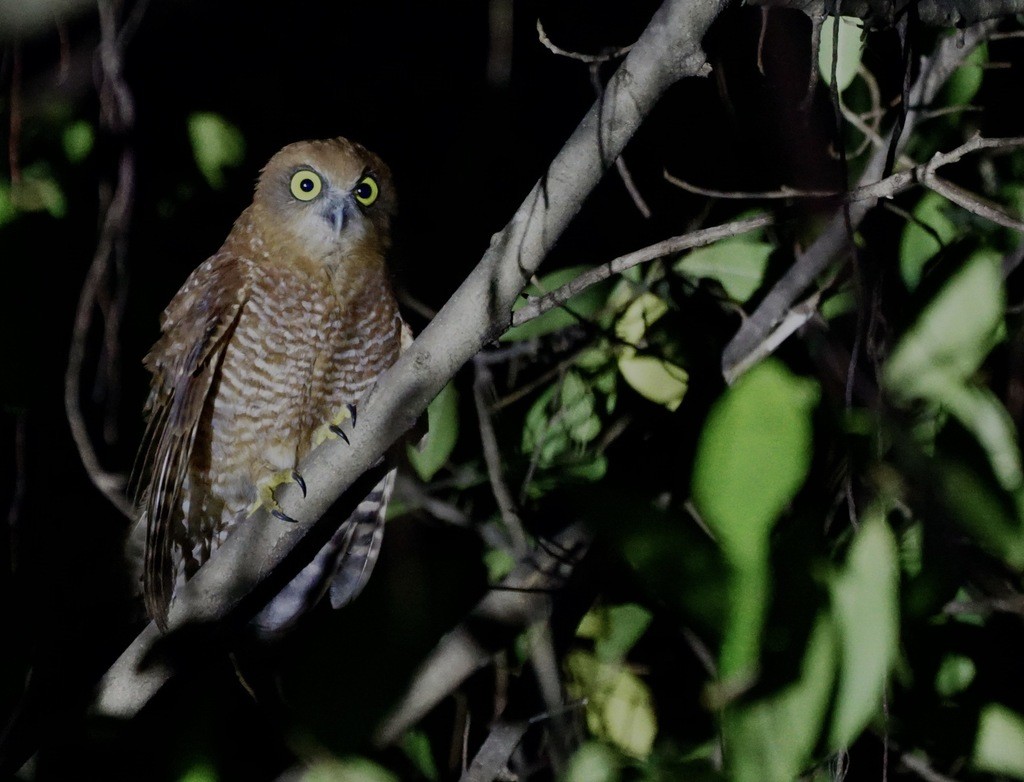 Nínox de la Christmas (Ninox natalis)