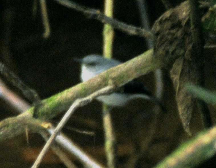シロハラサメビタキ (Muscicapa cassini)