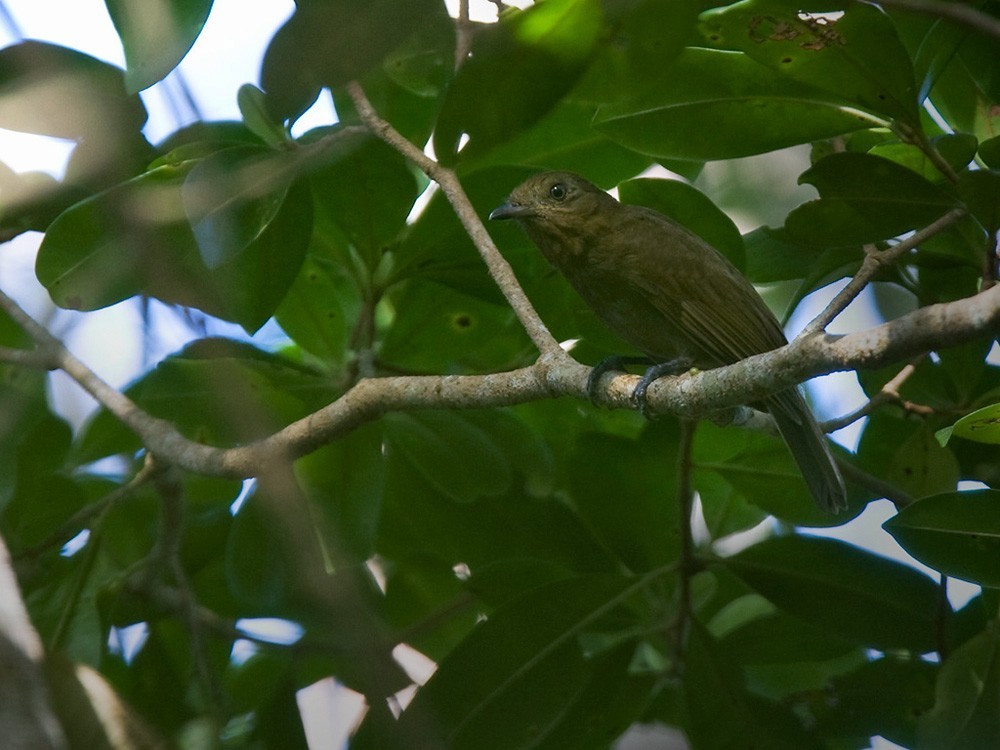 褐翅侏儒鳥 (Schiffornis turdina)