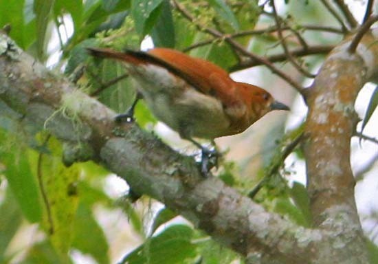 Ibon cannelle (Hypocryptadius cinnamomeus)