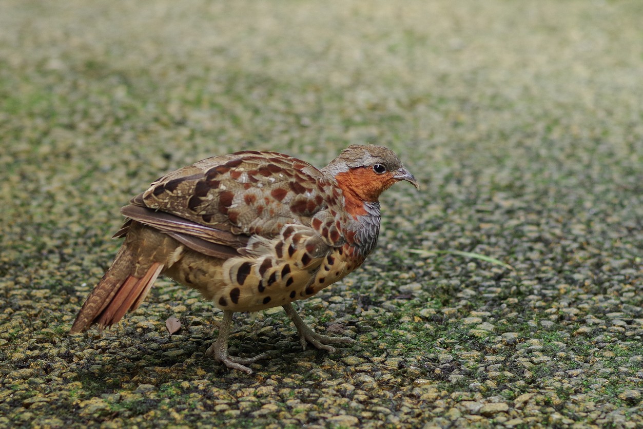 Graubrauen-Bambushuhn (Bambusicola thoracicus)