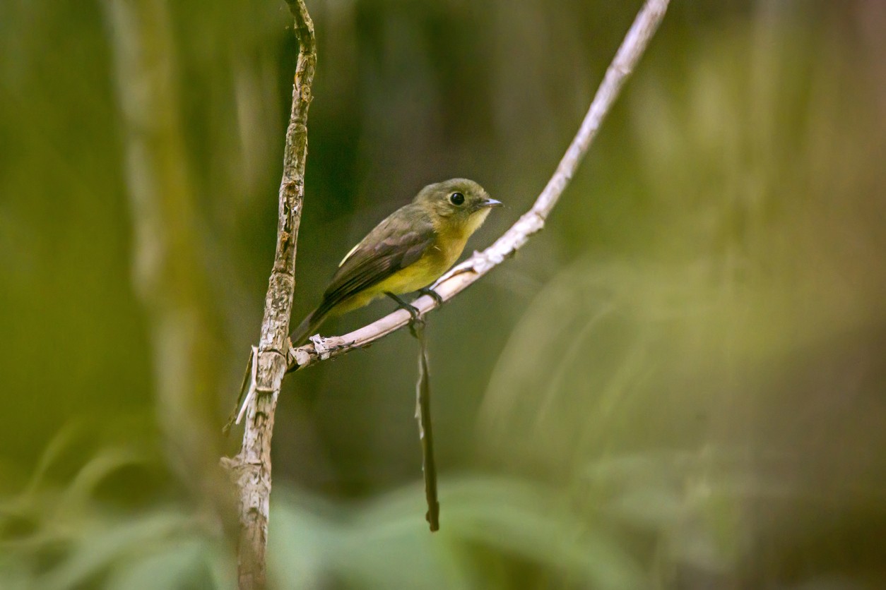 Moscareta colinegra (Myiobius atricaudus)