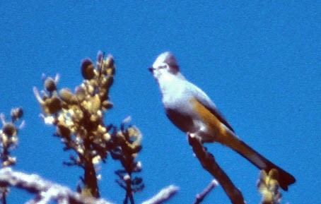 Ptilogonys (Ptilogonys)