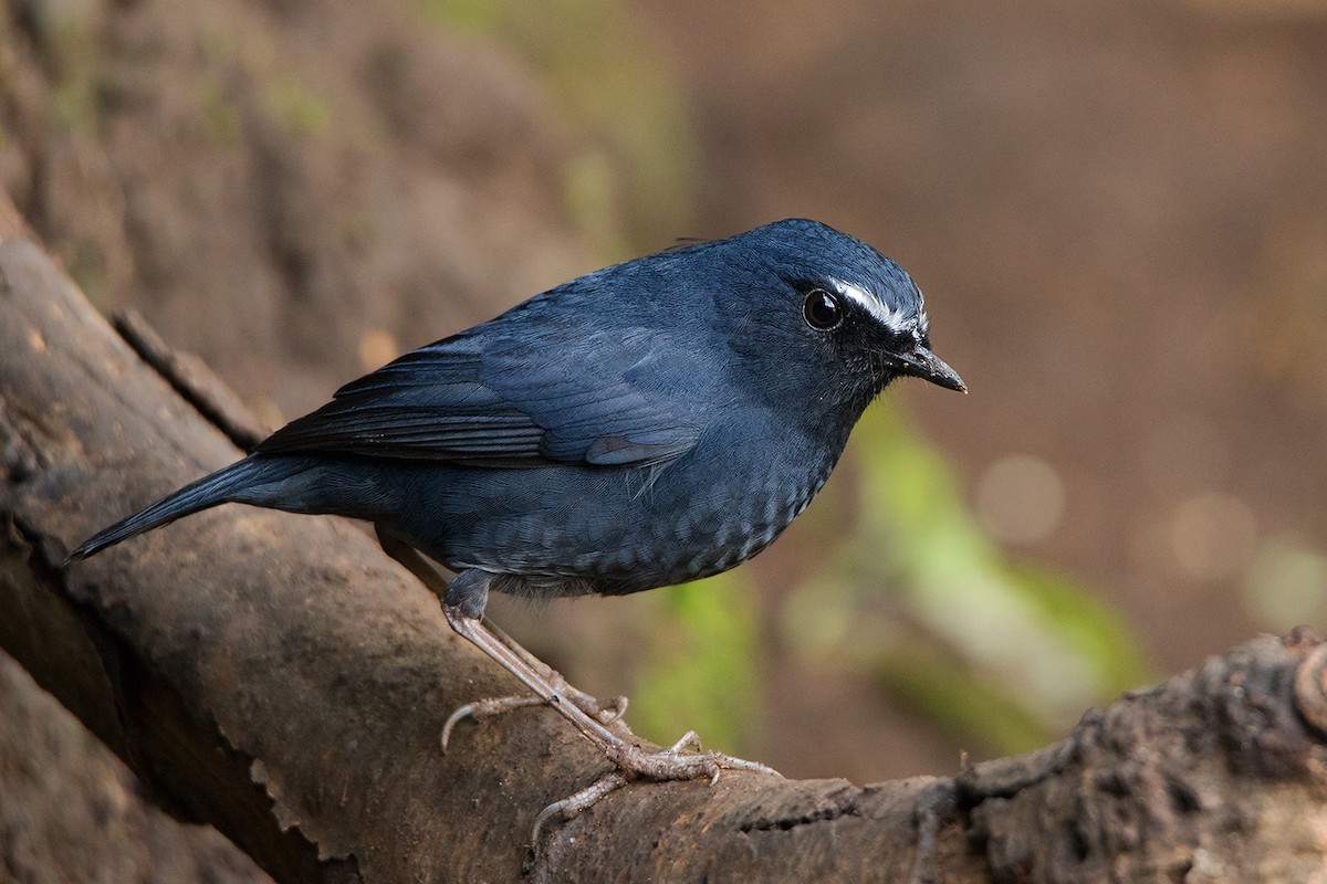 Typical Shortwings (Brachypteryx)