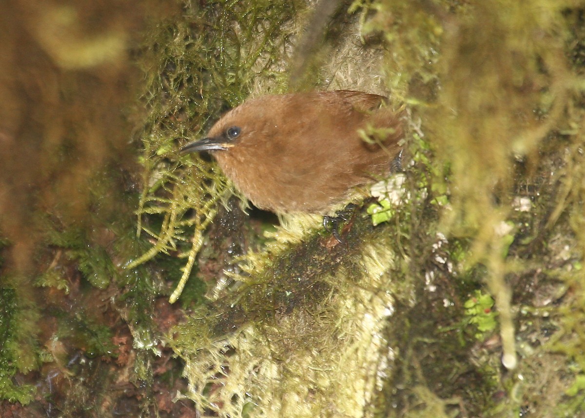 Sepia-brown wrens (Cinnycerthia)