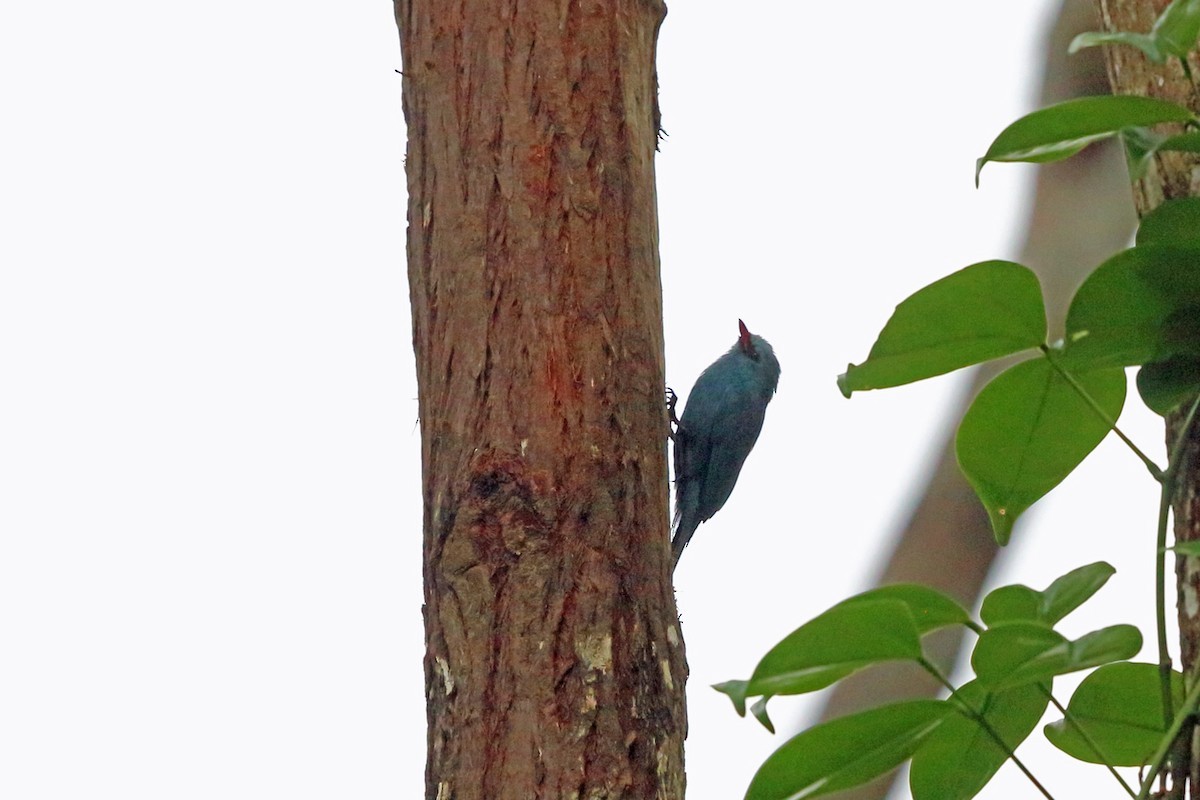 馬島鉤嘴鵙 (Hypositta corallirostris)