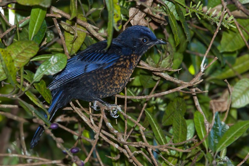 ジャワミヤマツグミ (Cochoa azurea)